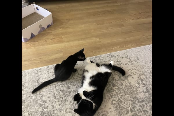 House sit in London, United Kingdom