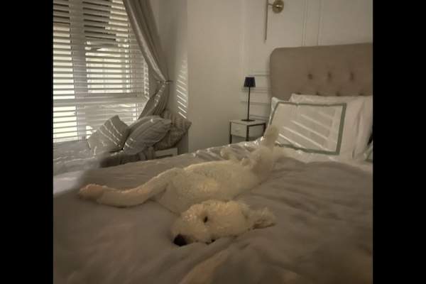 House sit in Stamullin, Ireland
