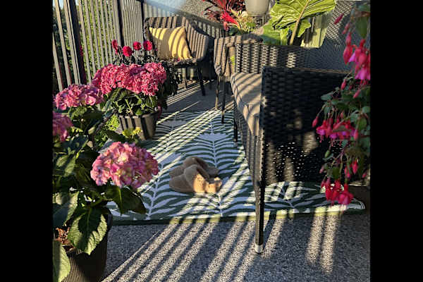 House sit in Victoria, BC, Canada