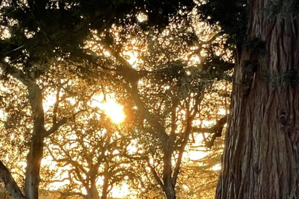 House sit in Napa, CA, US