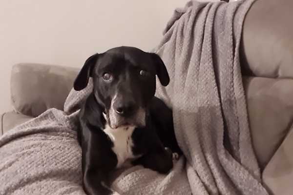 House sit in Milton Keynes, United Kingdom