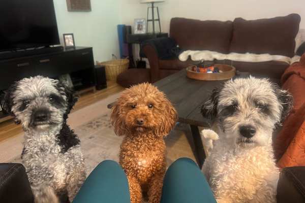 House sit in Lake Oswego, OR, US