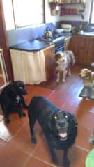 dogs in the kitchen