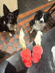 Evening treat time.
