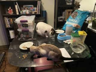 The dining table area will not be this messy! But wanted to show you where they eat (they rule the roost).