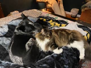 Cole and Hemlock...often together