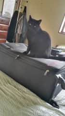 I am going to hide in your bag