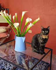 Gaby posing with the calla lilies....pretty girl!