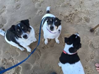Sometimes I take Major (on the lead) for walks with Max when his Mum is unable to, and we catch up with Abbie at the beach