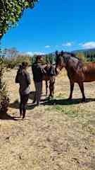 Feeding Princesa and Bucefalo