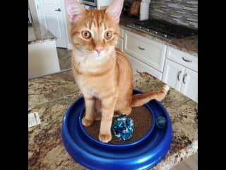 Toys are more fun when they're on the counter instead of the floor.