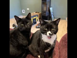 Our gorgeous cats.  Sisters -Haloumi and Fries, we have had the pleasure of caring for them from 10 weeks old.