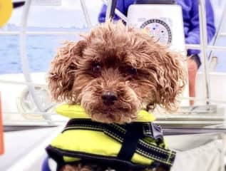 I’m a sailor dog also & look very cute in my life jacket making sure Mummy is coming up into the cockpit!  I’m very observant I’ve been told!!!