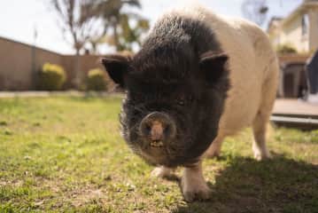 Brisby is the newest addition to the family after being rescued from the streets of Hesperia. He is a gentle giant who loves to lounge.