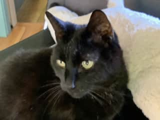 Shy, sweet Max, from Ravenna, NY
2023
