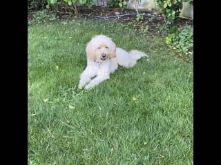 Chilling in the back yard