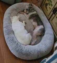 Sleeping with my best Bud