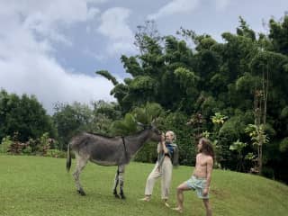 Our donkey friend we cared for at a house sitting experience we held in Hawaii.