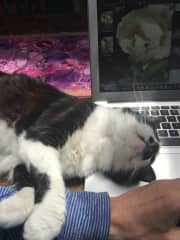 How to get a cat to want snuggles - start working!