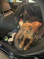 After a ride, Sadie doesn't want to get out of the car!