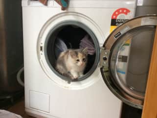 Cookie helping with the washing