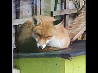 FOX