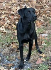 Blue on the trail. He enjoys long hikes —his longest has been 12 miles. Keep an eye on this guy…he will take off running after deer and other wildlife and needs to be very firmly called back.