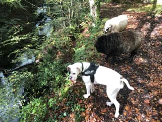 Both dogs get along well with our sheep.

PS Mali understands Welsh better than English. We’ll make sure you’ve got the basics.