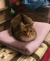 This is Effo. He’s a cat from the cat shelter and he choose me by chewing my shoelaces. He is the best best boy ever and always a perfect 10/10 loaf!