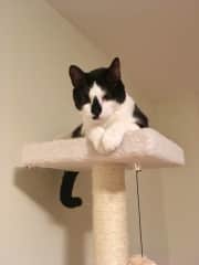 Jack is a sweet cuddly boy and the dominant cat of the two. He LOVES his wet food and while shy initially, when he warms up he can be very affectionate.