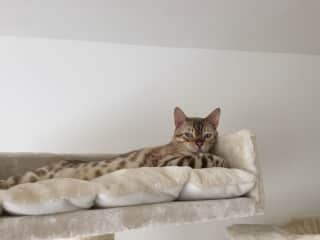 Loves high places, can often be spotted on the very top of his cat tree.