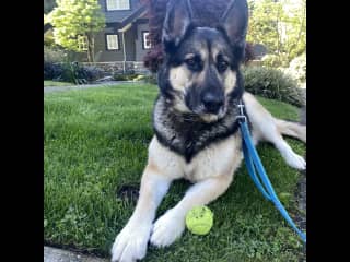 Jaxon is very chill. But he is very strong and can be reactive on leash. So he needs an experienced robust dog handler. Loves to catch balls and sticks. Spends a lot of time lazing about otherwise !