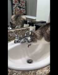 Loves water from faucet