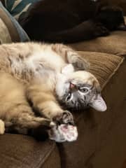 Nitten has lived with me since she was 8 weeks old and is still a little shy. But once she's comfortable with you, she'll show you her acrobatic side!