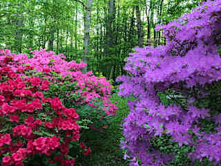 The backyard in spring.