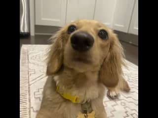 Gimme a treat