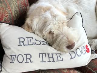 Mabel doesn’t do much in the day unless food is on offer!