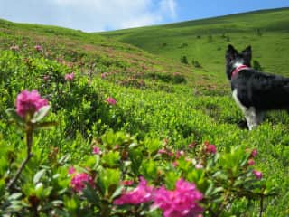 Robin loved hiking, but because of a tear of his cruciate Ligament he is at the moment not alloud to go hiking