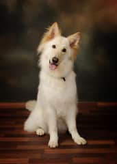 Kimba
