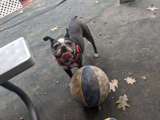 She loved chasing that huge ball