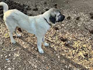**NOT PRESENT DURING STAY***Yogi is a kangal and he is just a baby; only 6 months old. Yogi will NOT BE ONSITE during the stay.  He is going with his trainer for the entire time we are away.