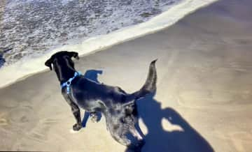 Blue’s first visit to the Pacific Coast was Sept 2023.