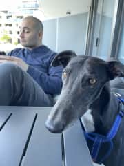 Freddo hanging out on our balcony in Canberra.
