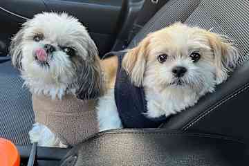 Pepe and Peanut