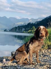 Ciala ist ein Spinone Italiano. 
Rüde unkastriert.
Ein grosser Menschenfreund. Auch den Umgang mit Kindern ist er gewohnt.