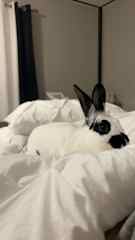 Bug is the best rabbit ever; when I’m home I open her kennel door and give her run of the house; does great with the cats; WILL chew cords; litter box trained; sometimes needs the broom to be coaxed back to kennel; can be held but squirms being put down