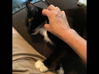 She will plop down next to you anytime you sit down, waiting for a pet!