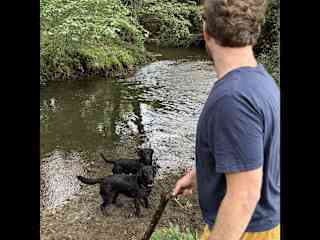 Petsitting near Limoges, France