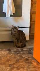 Charlotte is a very bold, curious cat, but has a short list of people she actually likes; she is a “look don’t touch” kind of girl and it may take her a couple days to come around to you; very vocal with the boys, they don’t fight but she just sounds mean