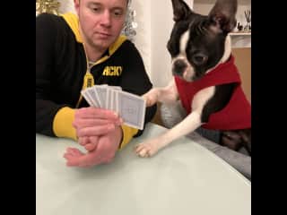 We let the pets get involved in everything we do! This is card night, Nala is 10 months old.